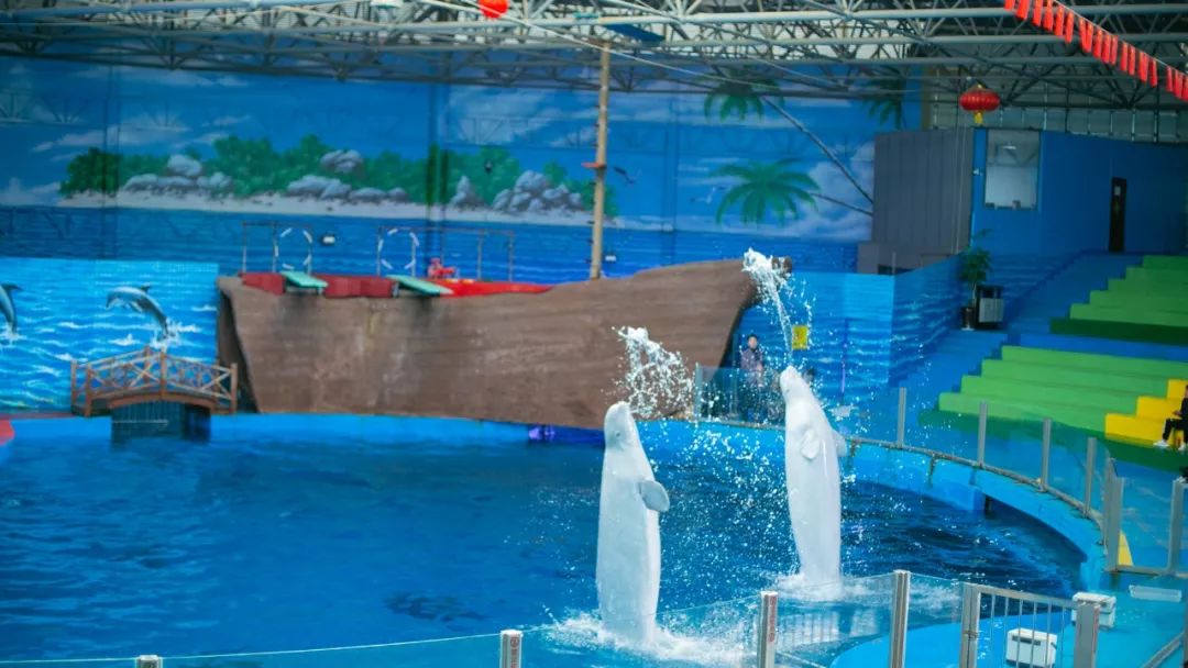 海花岛海洋乐园萌宠表演场,海花岛海洋乐园萌宠剧场