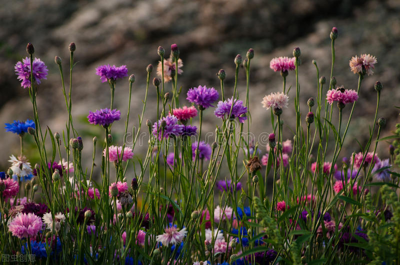 什么花适合送生日花,你的生日代表的花朵及寓意图片