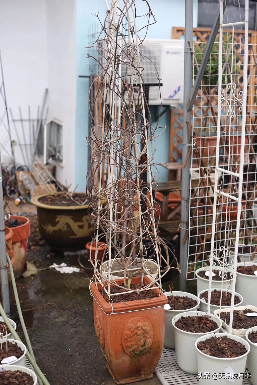 别人做梦都想要的花墙，他早就用铁线莲实现了