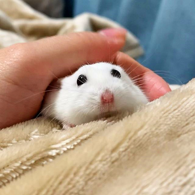 如何才能让仓鼠远离老鼠,怎样消除仓鼠对主人的警惕性