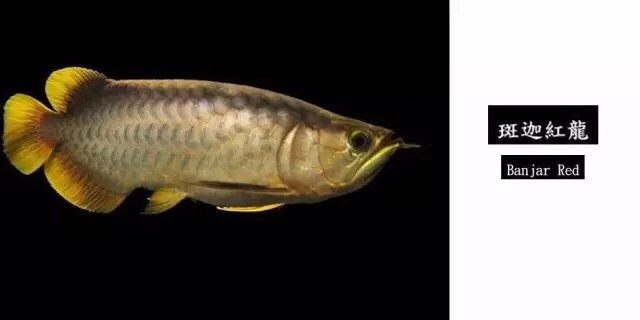 龙鱼混养品种推荐,龙鱼品种大全