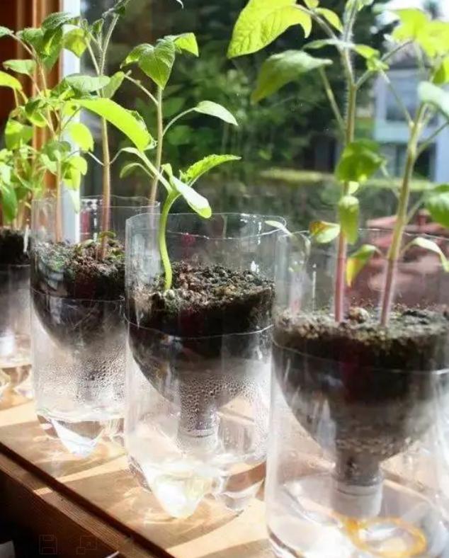 饮料瓶做的花盆如何浇水,用雪碧瓶做自动浇水花盆