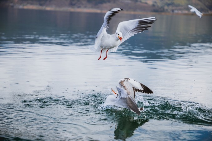 消失的地平线上的“香巴拉”和“女儿国”（二）