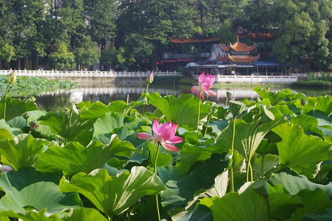 翠湖昆明湖,昆明湖到底有多好