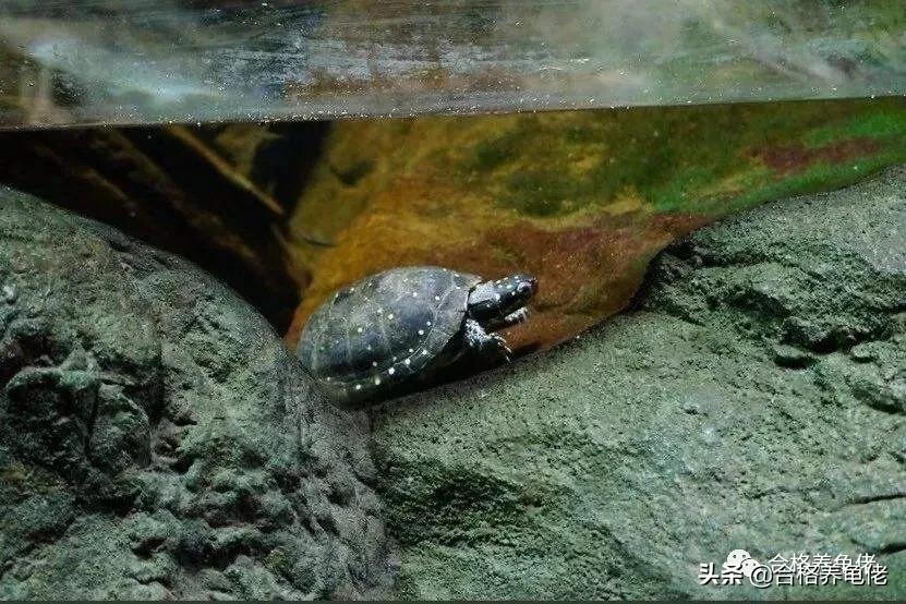 墨顶龟为什么不建议养,十大不建议养的龟