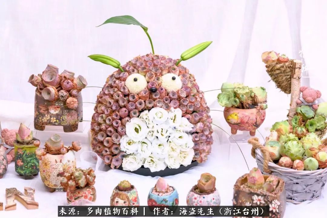 多肉玫瑰怎么才能出状态,多肉山地玫瑰唤醒方法