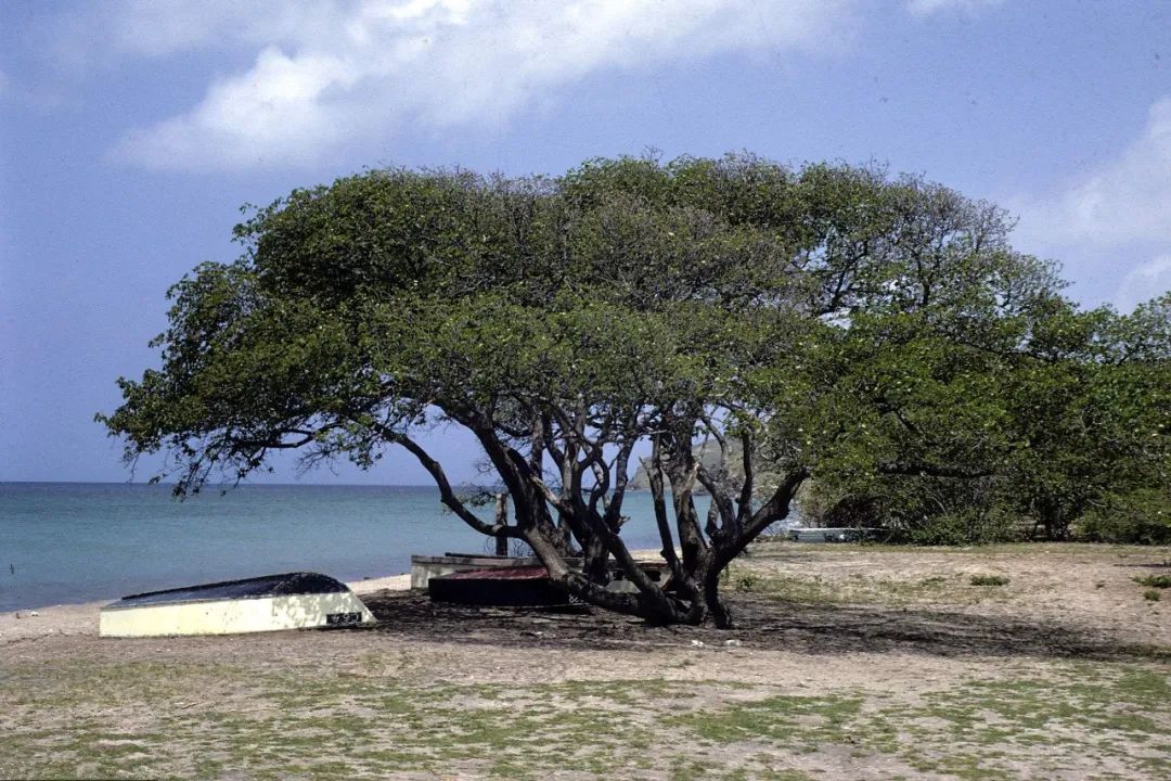 果实有毒的植物有哪些,最毒的植物水果