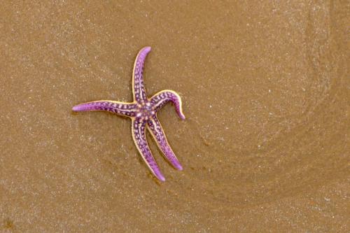 海星入侵有多惨,青岛入侵海星泛滥现状