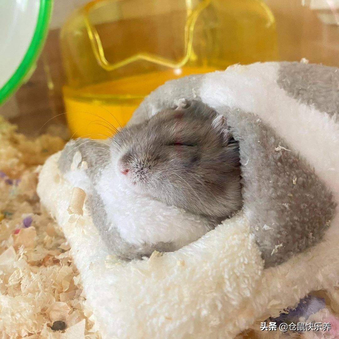 仓鼠被关在防御间了,仓鼠被关进笼子里