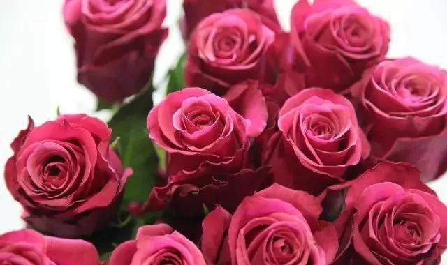 每天学习一点点——100种玫瑰品种科普