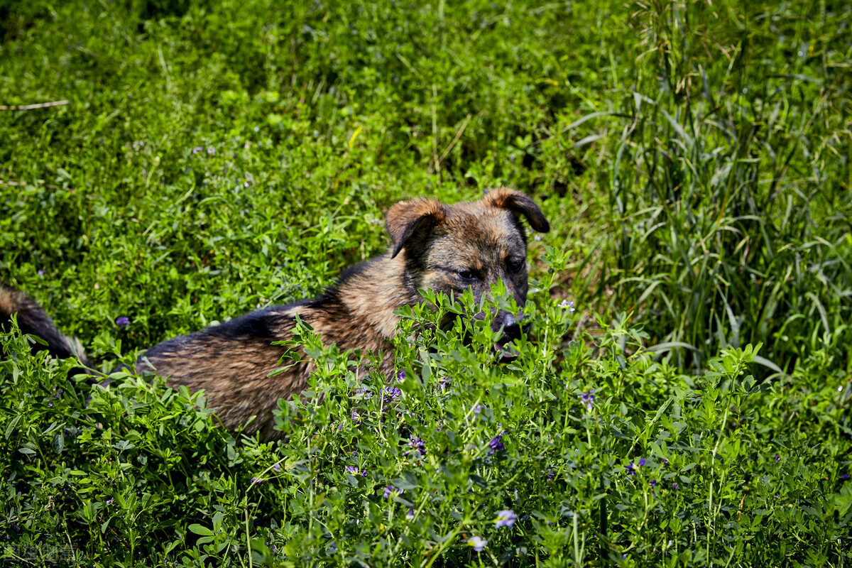 旧犬喜我归,它的目光中,是情感的惊喜?也是生命的凝望