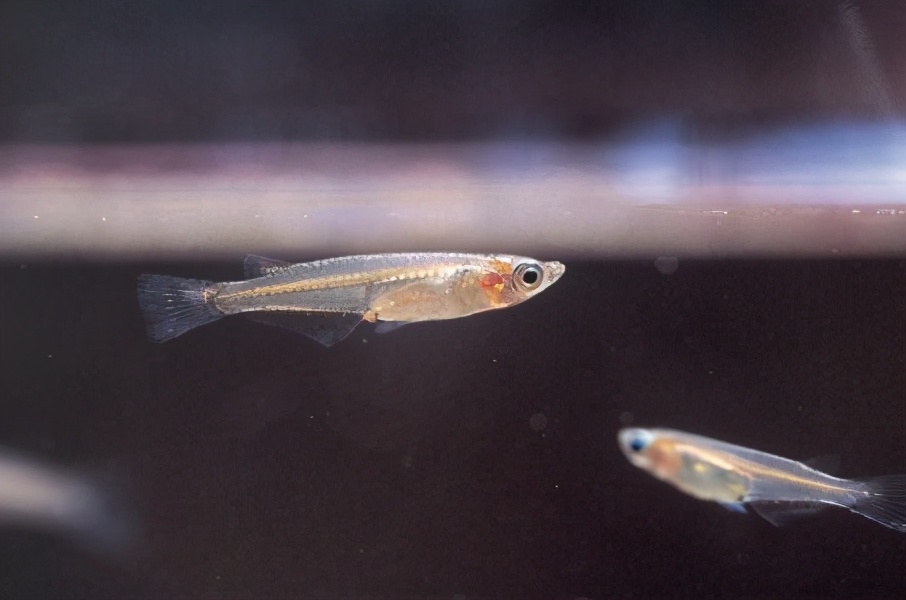 食蚊鱼入侵河北了吗,食蚊鱼我国入侵物种