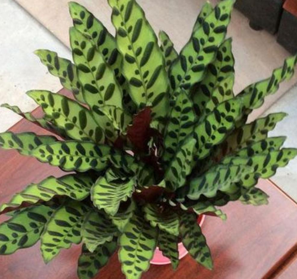 天热植物怎么浇水,七彩竹芋养护方法和注意事项