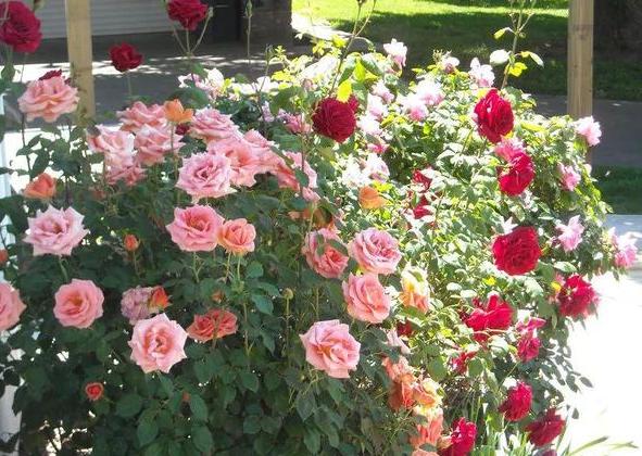 夏季花草烂根怎么办,盆栽被太阳晒枯萎了怎么办