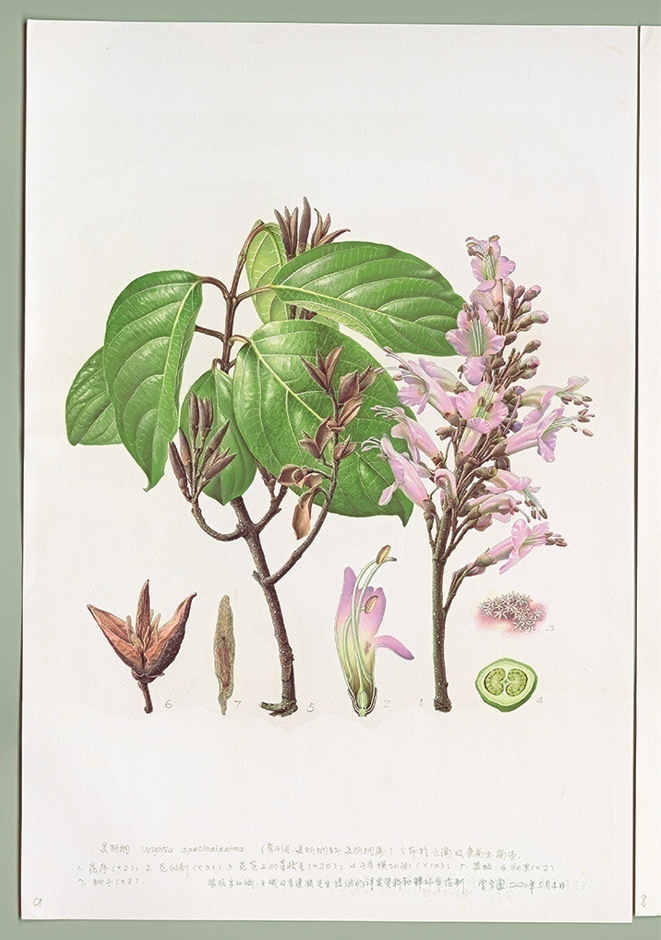 濒危稀有植物绘画,八大濒危珍稀植物