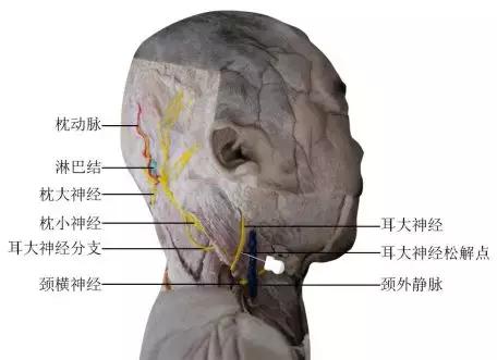 颈源性头痛中医治疗,颈源性头痛中药处方