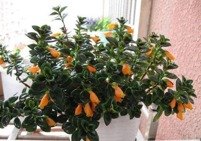 金鱼吊兰开花什么样子图片,金鱼吊兰开花的样子图片