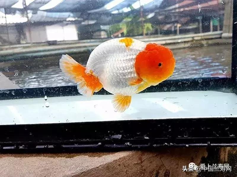 兰寿金鱼鲨鱼鳍品种图片大全,金鱼泰狮与兰寿是一个品种吗