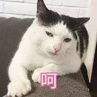 猫咪犯了错该如何批评？这2个错误的方式不要再用了