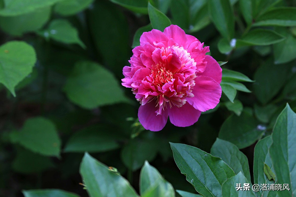 大院绿化的回忆——顺便看看院里的芍药定个究竟有多少种？