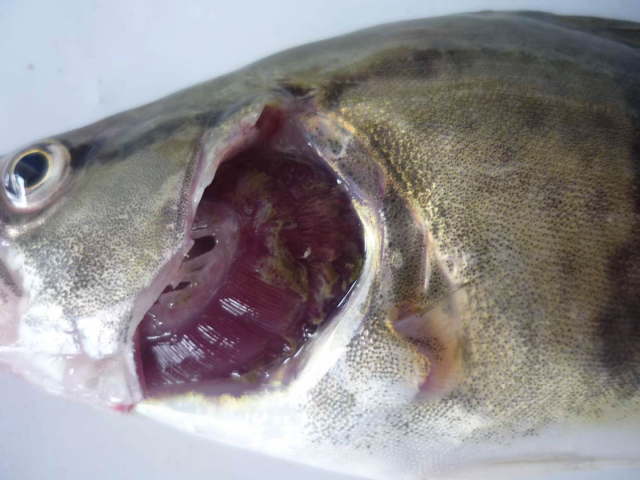 观赏鱼寄生虫怎么治疗有效,观赏鱼得了寄生虫病怎么治疗