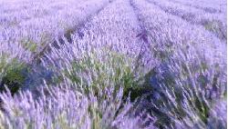 精致实用家居好物推荐,精致实用的家居好物推荐视频