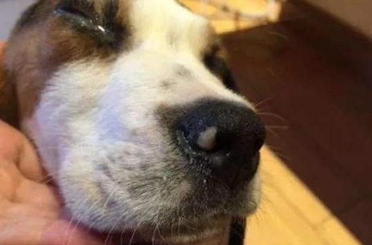 狗狗生病了不吃只喝水还流鼻涕,狗狗流鼻涕治疗方法