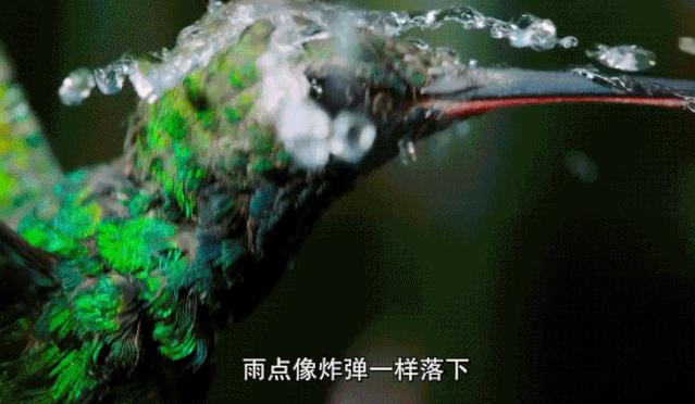 豆瓣9.6！娃刷到停不下来，还能看出人生大道理