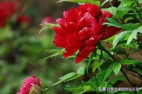 牡丹十大品种九大花系,牡丹进口品种图片及名称