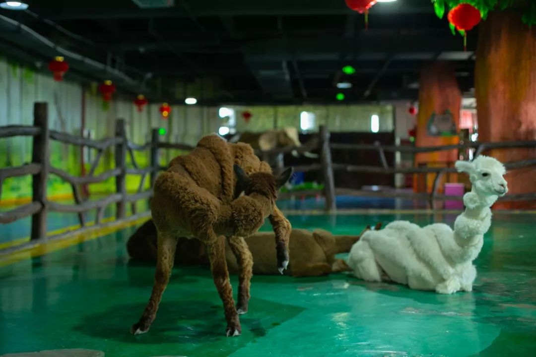 鏄嗘槑钀屽疇鍔ㄧ墿涓婚涔愬洯,鏄嗘槑瀹ゅ唴钀屽疇涔愬洯