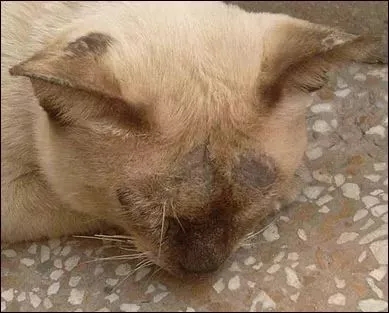 流浪猫猫癣是什么样的,金渐层猫得猫癣什么样