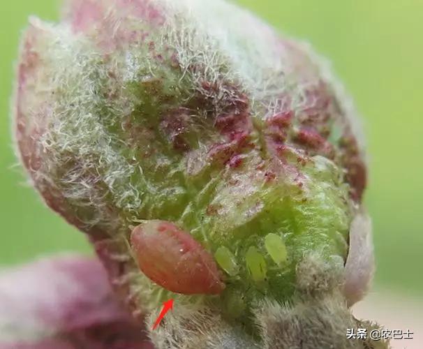 桃花虽美下一句是什么,防治桃蚜最好的药