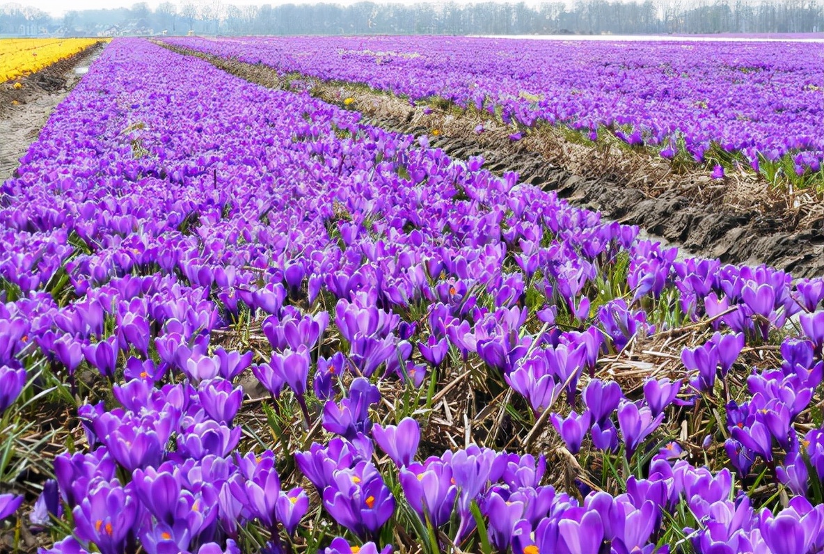 最昂贵的西红花,西红花为什么独贵