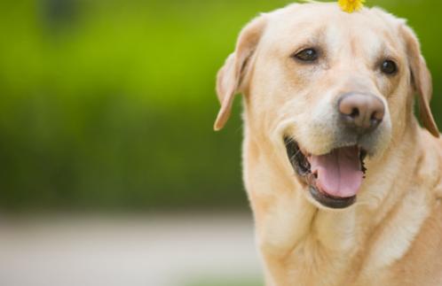 狗狗心理疾病有哪些,狗狗常见的疾病有哪些