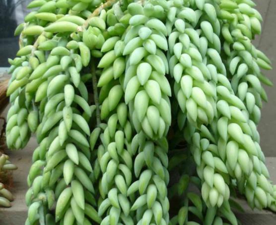 夏季养多肉用什么颜色的遮阳网好,多肉新手用什么土养最好