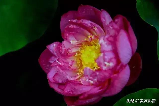 江南可采莲莲叶何田田全诗讲解,有关莲的古诗词大全