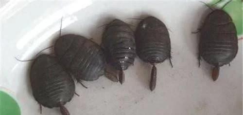 农村发现一只老龟,农村有药用价值500块一公斤的虫子