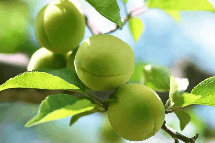 二十四节气立夏ppt课件免费,二十四节气立夏的诗句古诗