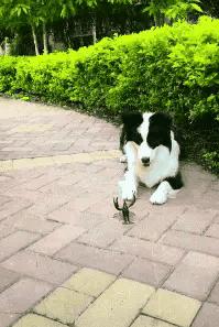 上厕所没有厕纸只能用绳子,上厕所没有卫生纸能用吗