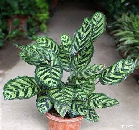 2021央视十大除甲醛植物排行榜,客厅适合摆放的十大植物除甲醛