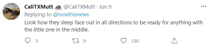 云南象萌翻全世界!外网追直播“吸大象”,夸中国护象措施太可爱