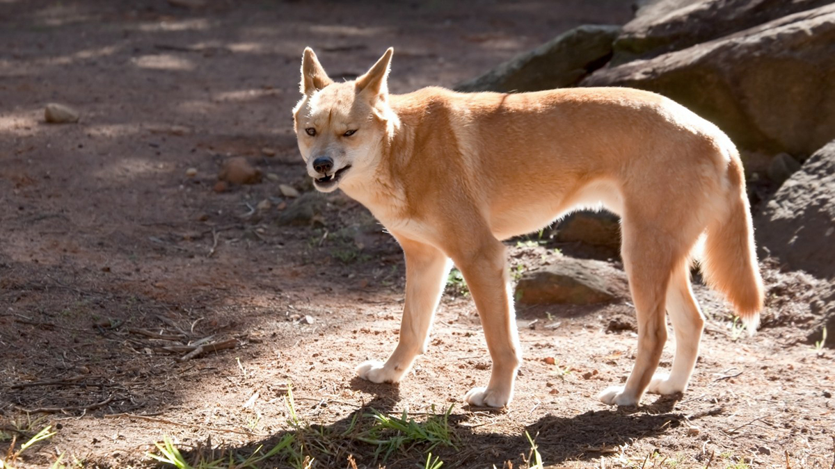 历史上最凶猛的藏獒是哪只,藏獒真的站过野狼吗