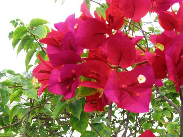 这四种三角梅红得很纯正，色彩鲜艳又漂亮，你喜欢哪一种呢？