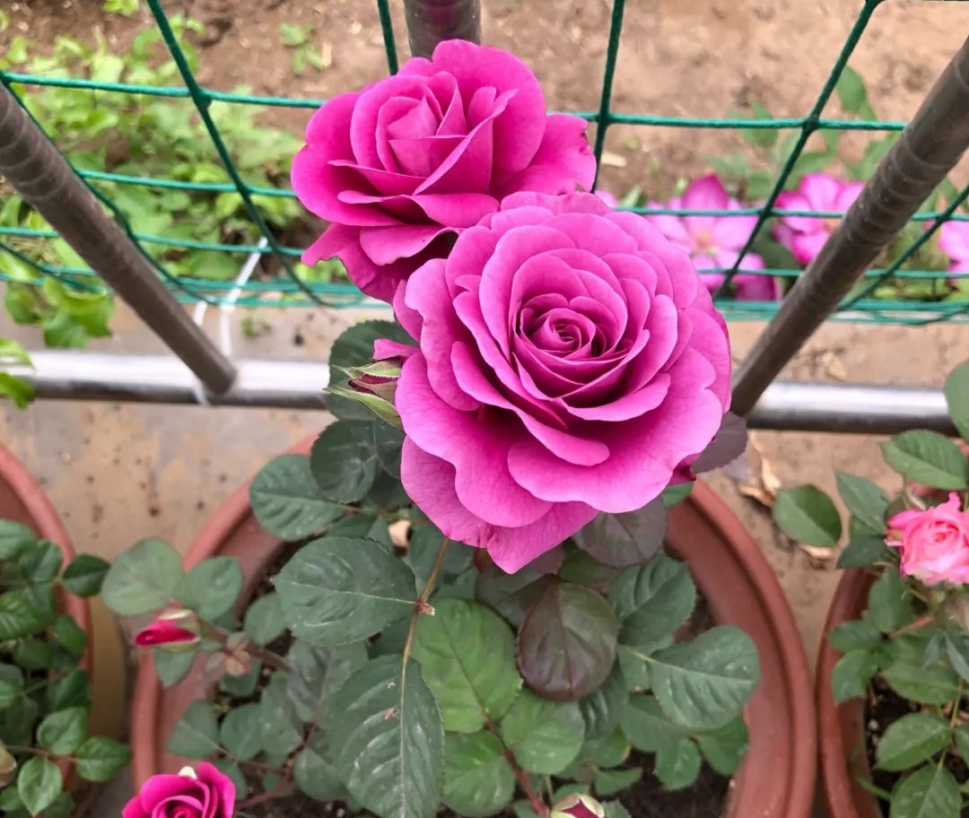 100种月季经典品种,100种经典月季品种