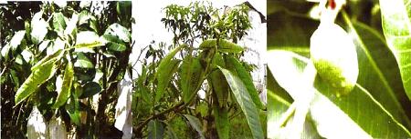 芒果病虫害防治书籍,芒果常见病虫害症状及防治方法