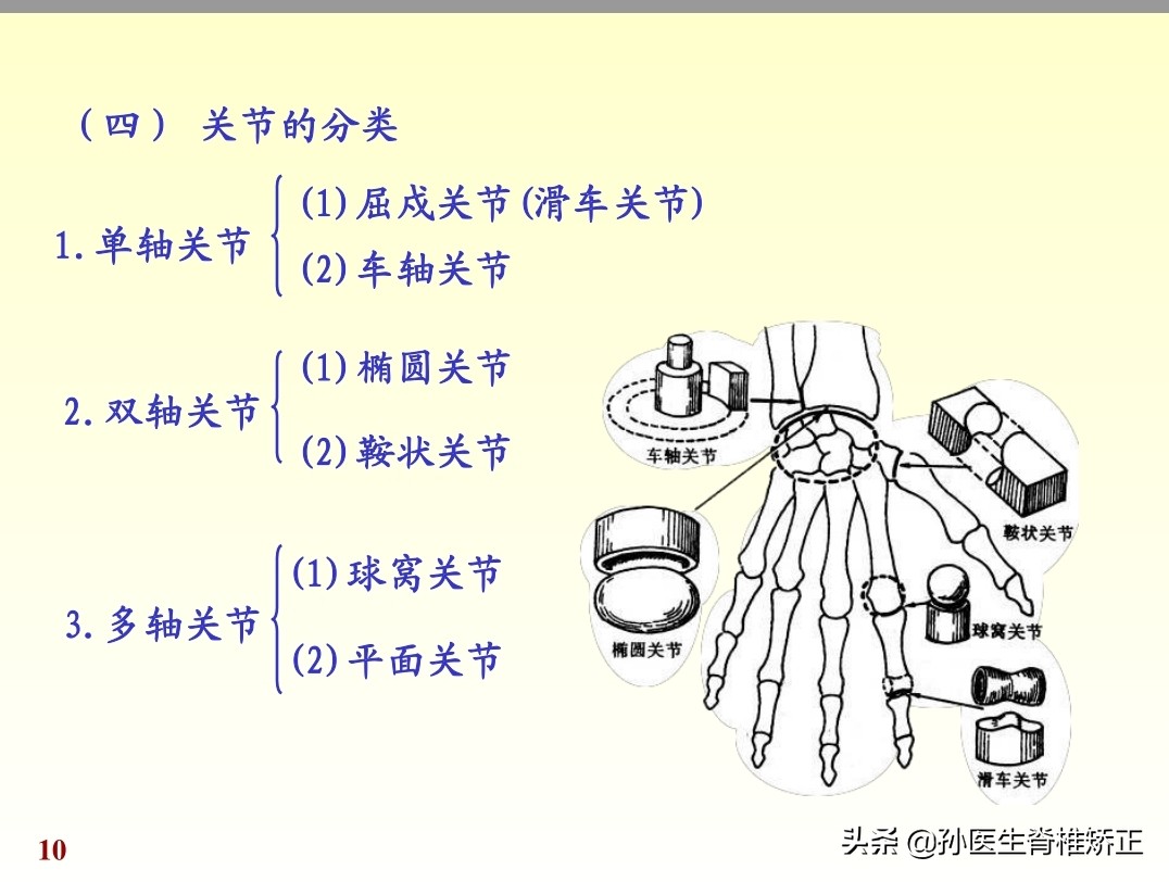 人体解剖学课件ppt,人体解剖学关节学