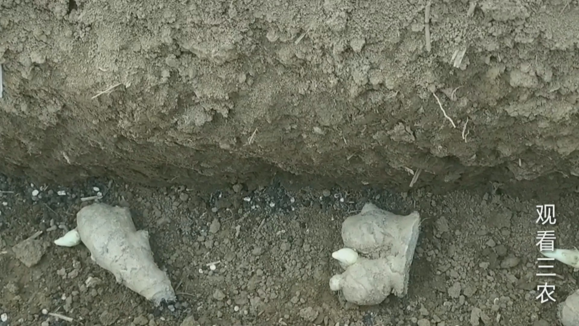 种植大姜的正确方法和步骤,种植一亩大姜需要多少成本