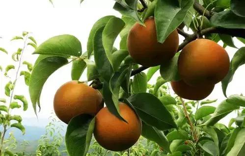 丹东沿海干净小岛旅游攻略,丹东旅游特色美食攻略图