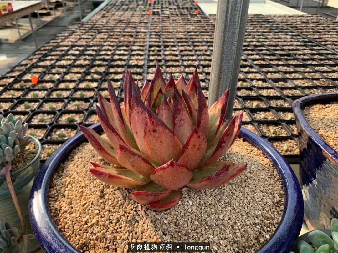 探访韩国肉锥大棚,记一次走访纪录片