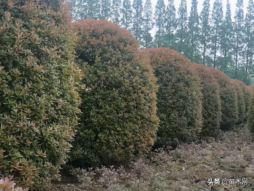 红叶石楠扦插枝条修剪工具,红叶石楠修剪技巧和方法